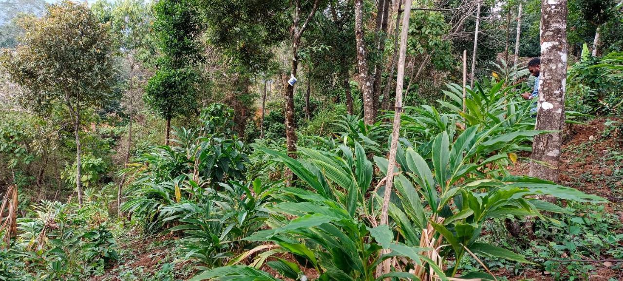 Munnar Tent Hills Resort ديفيكولام المظهر الخارجي الصورة